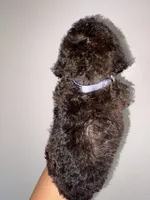 Stone, a male Goldendoodle and Miniature Goldendoodle for sale in Phoenix, AZ – 8 of 10