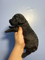 Rocky , a male Miniature Goldendoodle for sale in Phoenix, AZ – 4 of 5