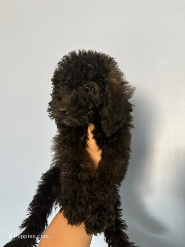 Thunder  – Goldendoodle, Miniature Goldendoodle puppy for sale in Phoenix, AZ