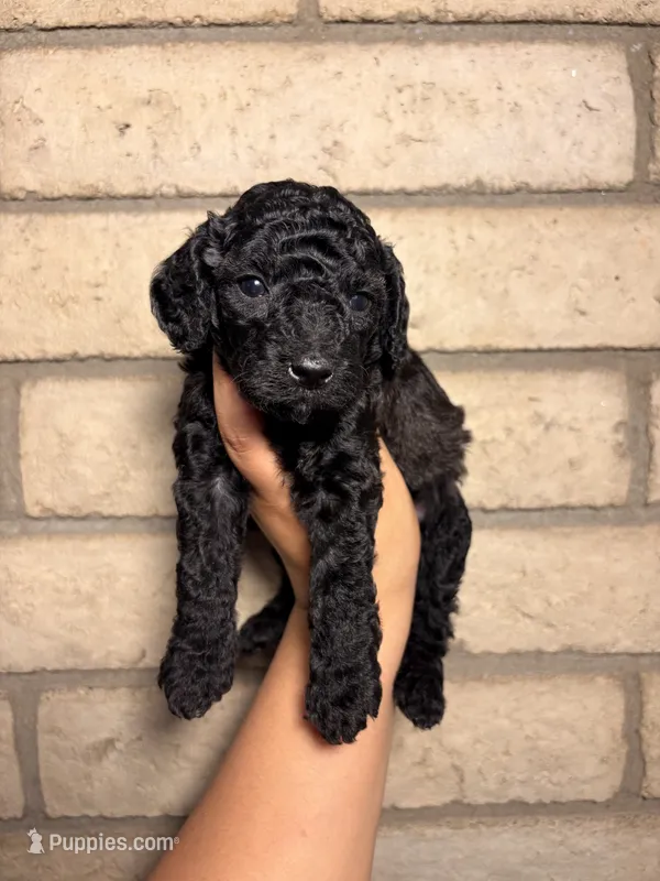 Max – Miniature Goldendoodle puppy for sale in Phoenix, AZ