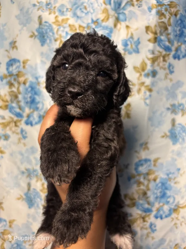 Rose – Miniature Goldendoodle puppy for sale in Phoenix, AZ
