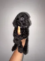 Rocky , a male Goldendoodle and Miniature Goldendoodle for sale in Phoenix, AZ – 6 of 10