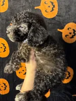 Stone, a male Goldendoodle and Miniature Goldendoodle for sale in Phoenix, AZ – 9 of 10