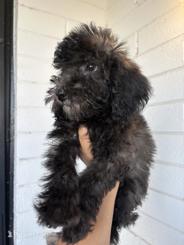 Rose – Goldendoodle, Miniature Goldendoodle puppy for sale in Phoenix, AZ