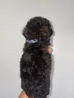 Thunder , a male Goldendoodle and Miniature Goldendoodle for sale in Phoenix, AZ – 4 of 10
