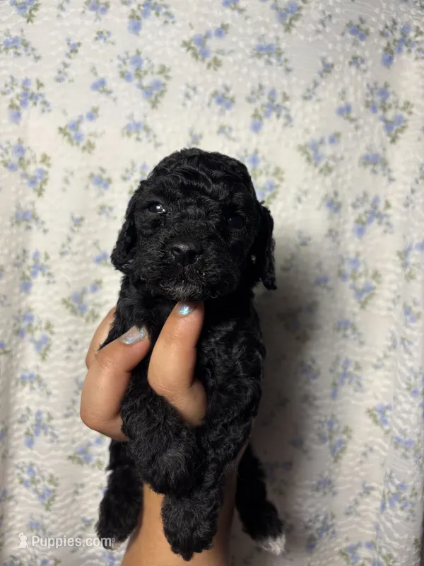 Lilac – Miniature Goldendoodle puppy for sale in Phoenix, AZ