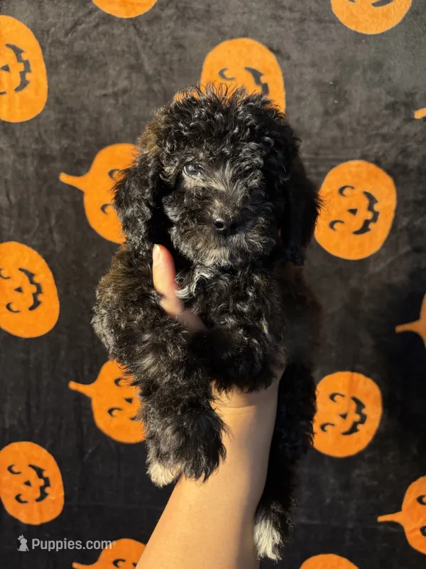 Rose – Goldendoodle, Miniature Goldendoodle puppy for sale in Phoenix, AZ
