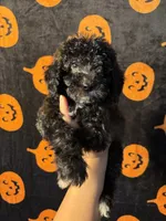 Rose, a female Goldendoodle and Miniature Goldendoodle for sale in Phoenix, AZ – 1 of 10