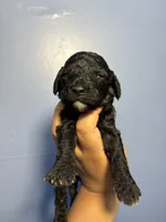 Rose, a female Miniature Goldendoodle for sale in Phoenix, AZ – 2 of 6