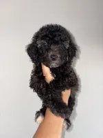Rose, a female Goldendoodle and Miniature Goldendoodle for sale in Phoenix, AZ – 2 of 10