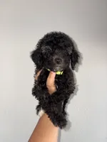 Rose, a female Goldendoodle and Miniature Goldendoodle for sale in Phoenix, AZ – 3 of 10