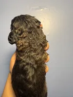 Stone, a male Miniature Goldendoodle for sale in Phoenix, AZ – 4 of 5