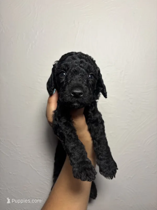 Rocky  – Miniature Goldendoodle puppy for sale in Phoenix, AZ