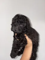 Max, a male Goldendoodle and Miniature Goldendoodle for sale in Phoenix, AZ – 4 of 8