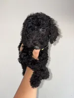 Sammie, a female Goldendoodle and Miniature Goldendoodle for sale in Phoenix, AZ – 2 of 7