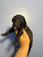 Stone, a male Miniature Goldendoodle for sale in Phoenix, AZ – 5 of 5