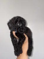 Thunder , a male Goldendoodle and Miniature Goldendoodle for sale in Phoenix, AZ – 6 of 10