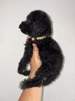 Lilac, a female Goldendoodle and Miniature Goldendoodle for sale in Phoenix, AZ – 3 of 10