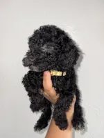 Lilac, a female Goldendoodle and Miniature Goldendoodle for sale in Phoenix, AZ – 4 of 10