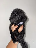 Jax, a male Goldendoodle and Miniature Goldendoodle for sale in Phoenix, AZ – 3 of 7