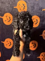 Lilac, a female Goldendoodle and Miniature Goldendoodle for sale in Phoenix, AZ – 8 of 10