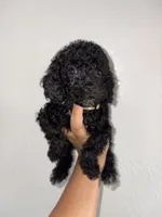 Lilac, a female Goldendoodle and Miniature Goldendoodle for sale in Phoenix, AZ – 6 of 10