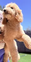 Sage, a female Goldendoodle and Miniature Goldendoodle for sale in Phoenix, AZ – 3 of 4