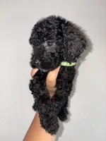 Sammie, a female Goldendoodle and Miniature Goldendoodle for sale in Phoenix, AZ – 3 of 7