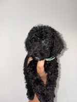 Sammie, a female Goldendoodle and Miniature Goldendoodle for sale in Phoenix, AZ – 7 of 7