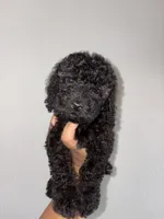 Max, a male Goldendoodle and Miniature Goldendoodle for sale in Phoenix, AZ – 2 of 8