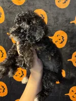 Rose, a female Goldendoodle and Miniature Goldendoodle for sale in Phoenix, AZ – 10 of 10