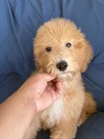 Winston, a male Goldendoodle and Miniature Goldendoodle for sale in Phoenix, AZ – 3 of 5