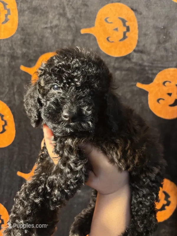Jax – Goldendoodle, Miniature Goldendoodle puppy for sale in Phoenix, AZ
