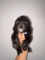 Stone, a male Goldendoodle and Miniature Goldendoodle for sale in Phoenix, AZ – 6 of 10