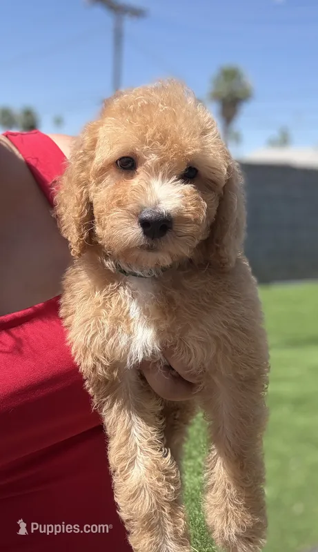 Winston – Goldendoodle, Miniature Goldendoodle puppy for sale in Phoenix, AZ