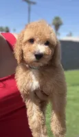 Winston, a male Goldendoodle and Miniature Goldendoodle for sale in Phoenix, AZ – 1 of 4