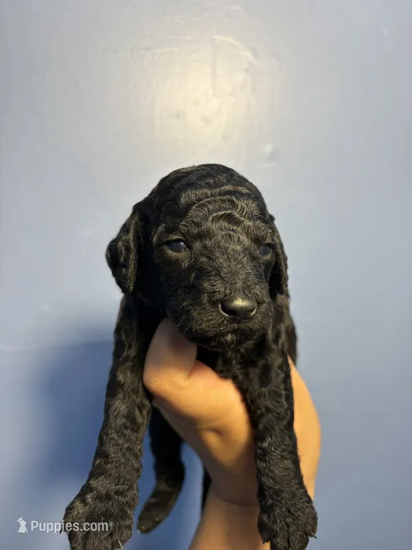 Max – Miniature Goldendoodle puppy for sale in Phoenix, AZ
