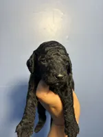 Max, a male Miniature Goldendoodle for sale in Phoenix, AZ – 1 of 5