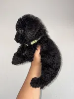 Sammie, a female Goldendoodle and Miniature Goldendoodle for sale in Phoenix, AZ – 6 of 7