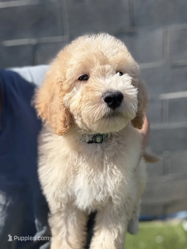 James – Goldendoodle, Miniature Goldendoodle puppy for sale in Phoenix, AZ