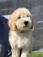 James, a male Goldendoodle and Miniature Goldendoodle for sale in Phoenix, AZ – 1 of 5