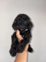 Jax, a male Goldendoodle and Miniature Goldendoodle for sale in Phoenix, AZ – 2 of 7