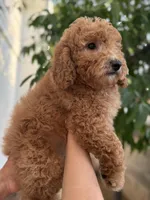 Sage, a female Miniature Goldendoodle for sale in Phoenix, AZ – Photo 4 of 4