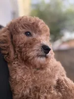 Sage, a female Miniature Goldendoodle for sale in Phoenix, AZ – Photo 2 of 4