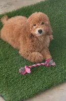 Sage, a female Goldendoodle and Miniature Goldendoodle for sale in Phoenix, AZ – Photo 1 of 5