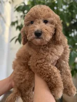 Sage, a female Miniature Goldendoodle for sale in Phoenix, AZ – Photo 3 of 4