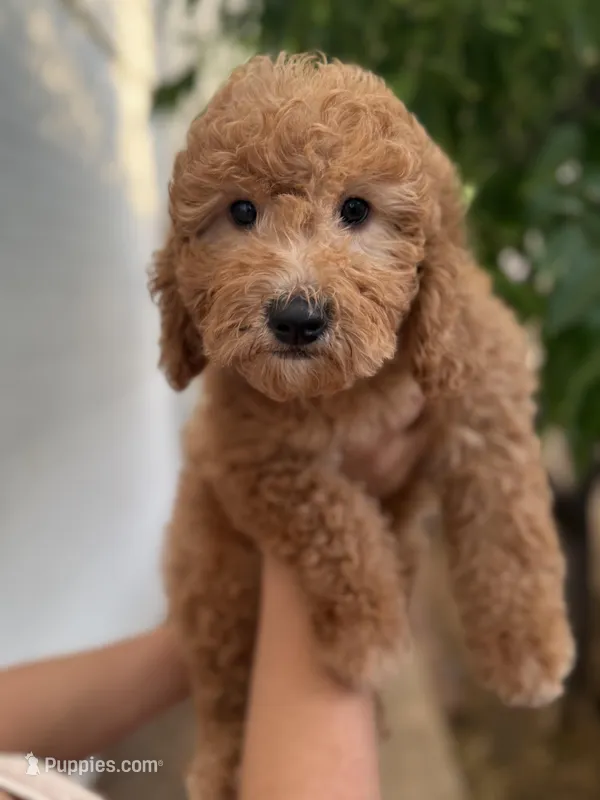 Sage – Miniature Goldendoodle puppy for sale in Phoenix, AZ