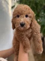 Sage, a female Miniature Goldendoodle for sale in Phoenix, AZ – Photo 1 of 4
