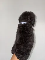 Max, a male Goldendoodle and Miniature Goldendoodle for sale in Phoenix, AZ – 5 of 8