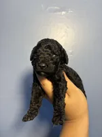Sammie, a female Miniature Goldendoodle for sale in Phoenix, AZ – 5 of 6